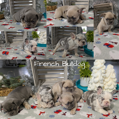 FRENCH BULLDOG (10/30) FEMALE