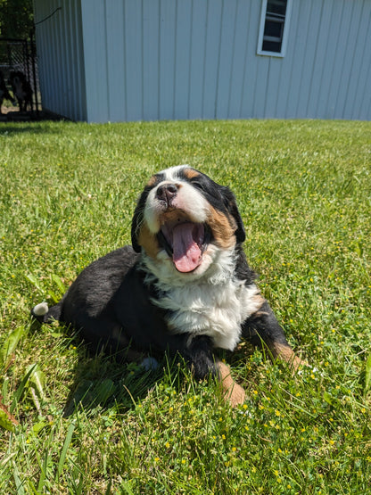 BERNESE MOUNTAIN DOG (04/24) FEMALE