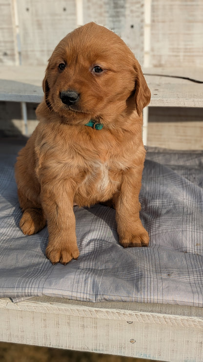 GOLDEN RETRIEVER (12/24) FEMALE