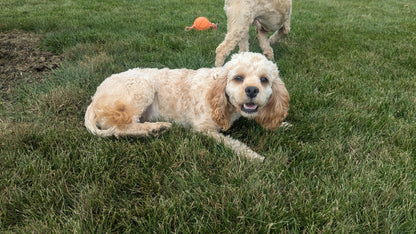 COCKAPOO (10/25/23) MALE