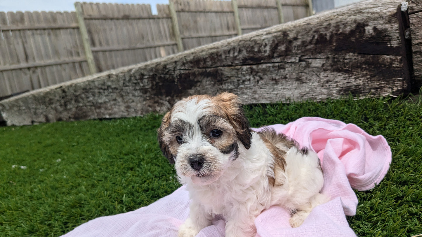 CAVAPOO (05/15) FEMALE