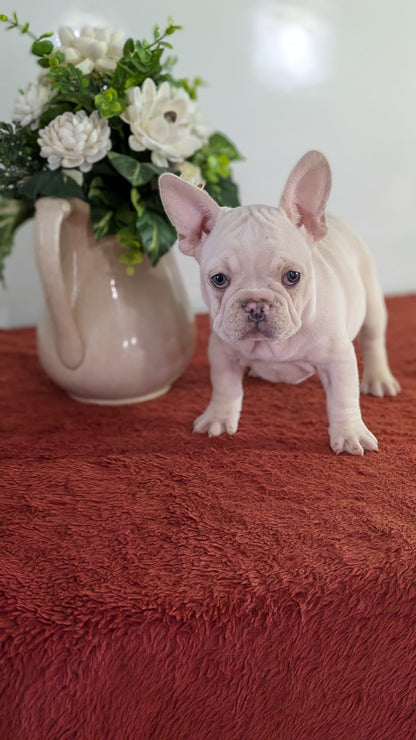 FRENCH BULLDOG (12/21) FEMALE