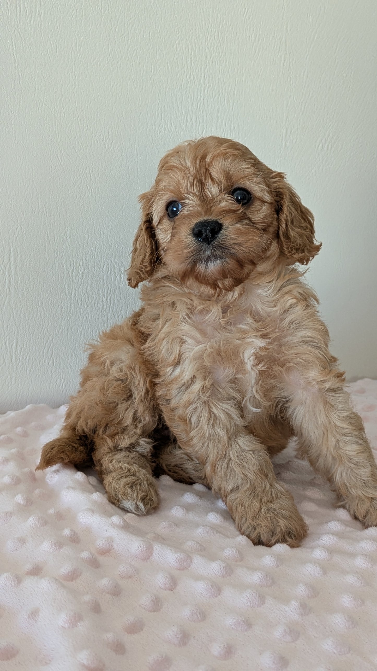 CAVAPOO (12/31) FEMALE