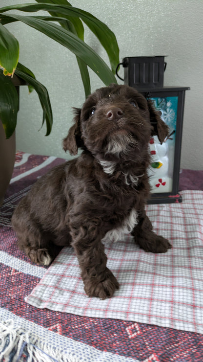 MINI LABRADOODLE (11/26) MALE