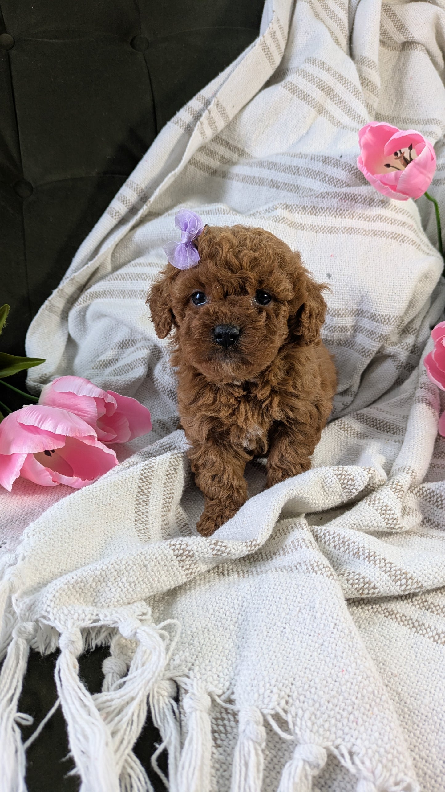 CAVAPOO (01/10) FEMALE