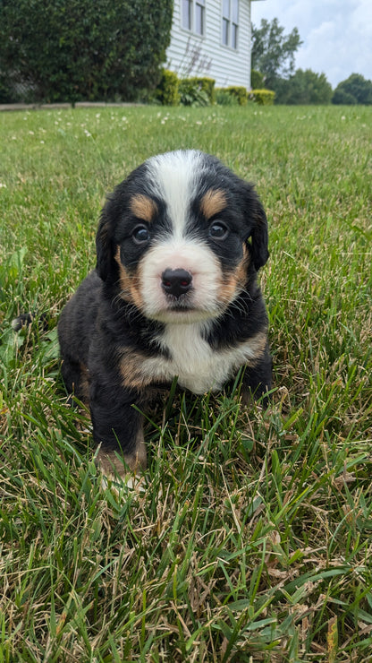 BERNESE MOUNTAIN DOG (06/03) FEMALE