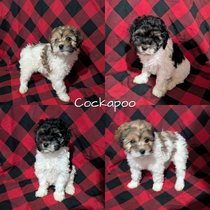 COCKAPOO (10/06) FEMALE