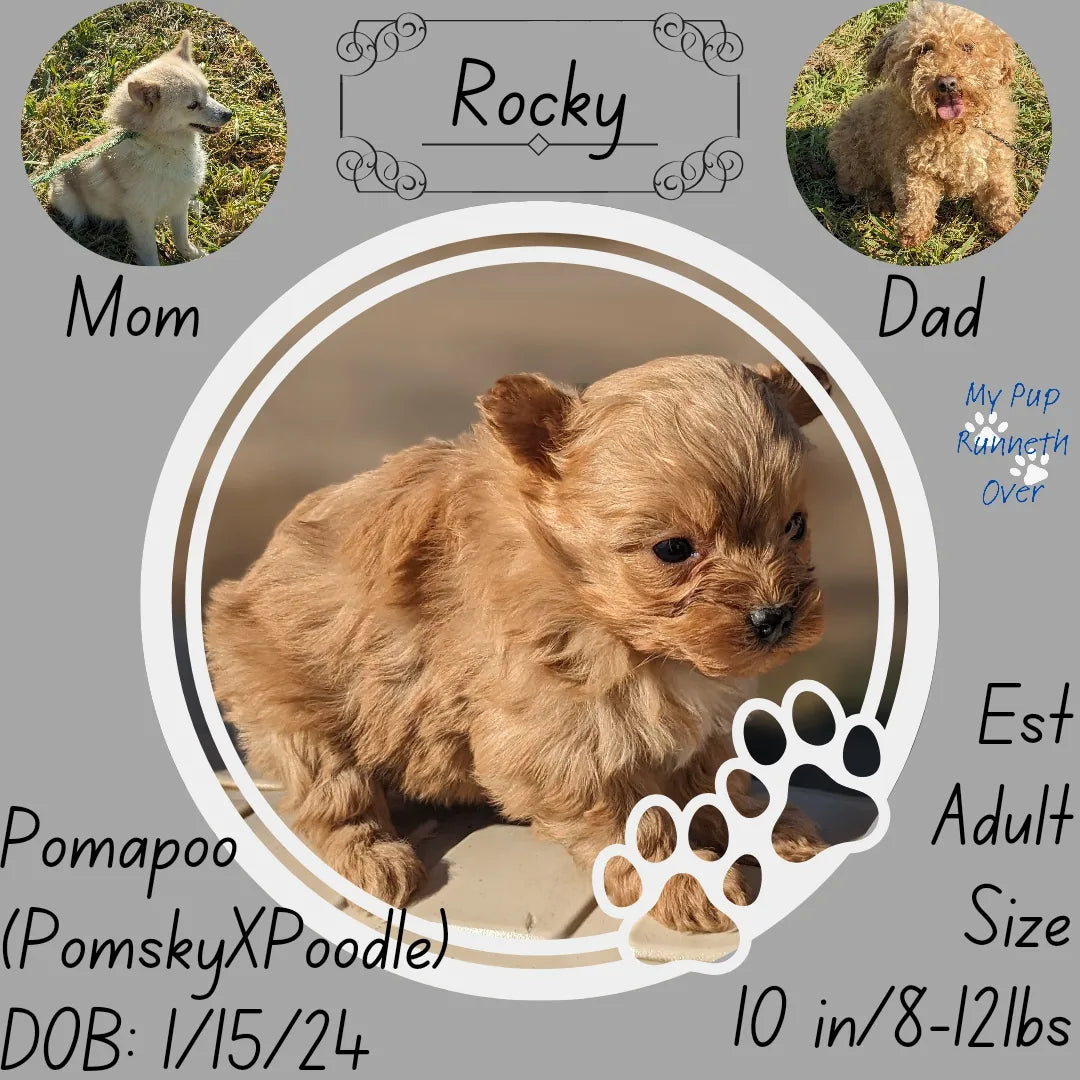 POMAPOO (1/15) MALE