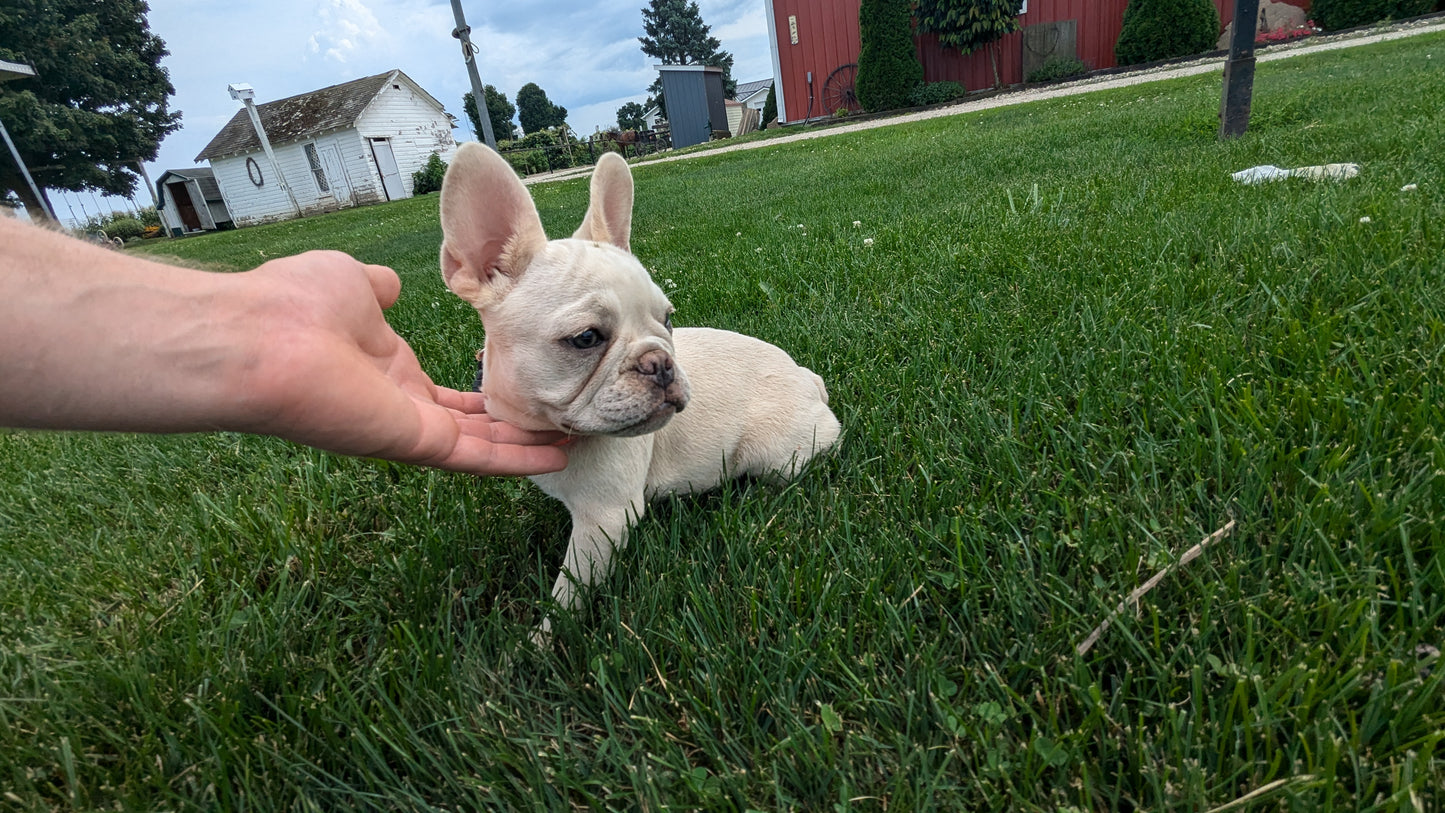 FRENCH BULLDOG (04/17) FEMALE