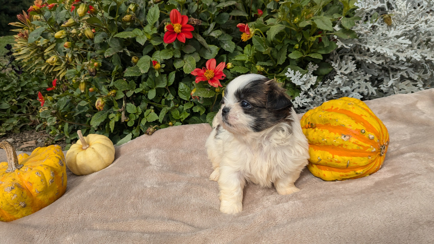 SHIH TZU (09/06) FEMALE