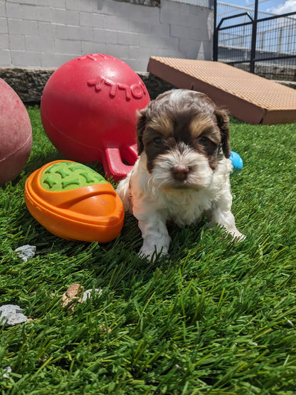 COCKAPOO (05/02) FEMALE