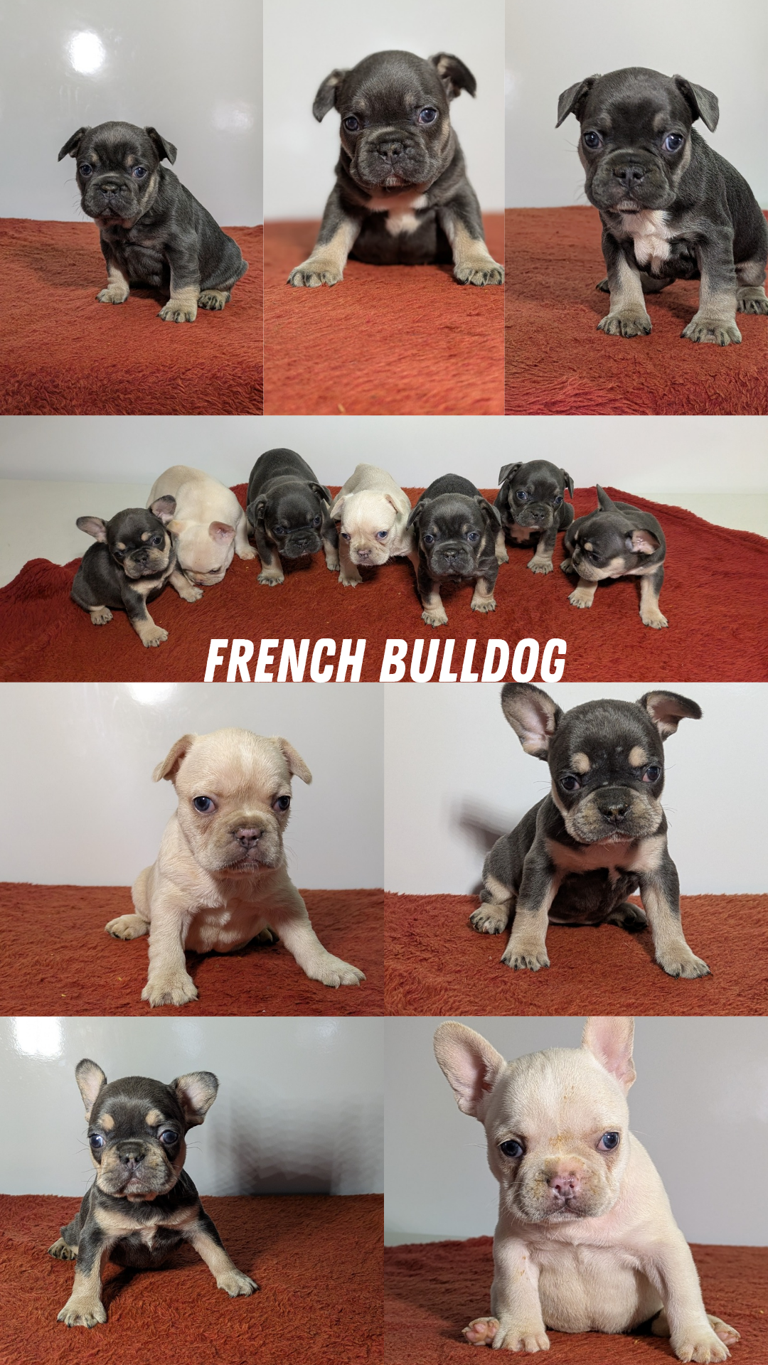 FRENCH BULLDOG (12/21) FEMALE