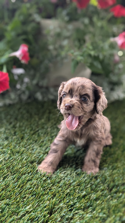 COCKER SPANIEL (07/24) FEMALE