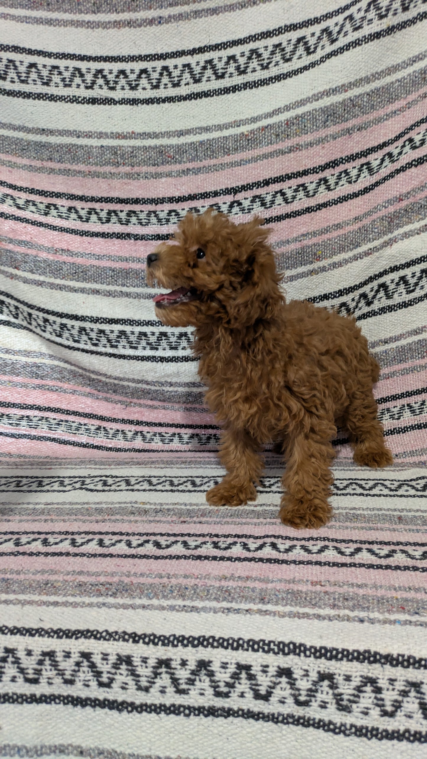 TOY POODLE (11/02) FEMALE