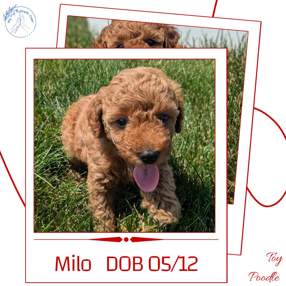 TOY POODLE (05/12) MALE