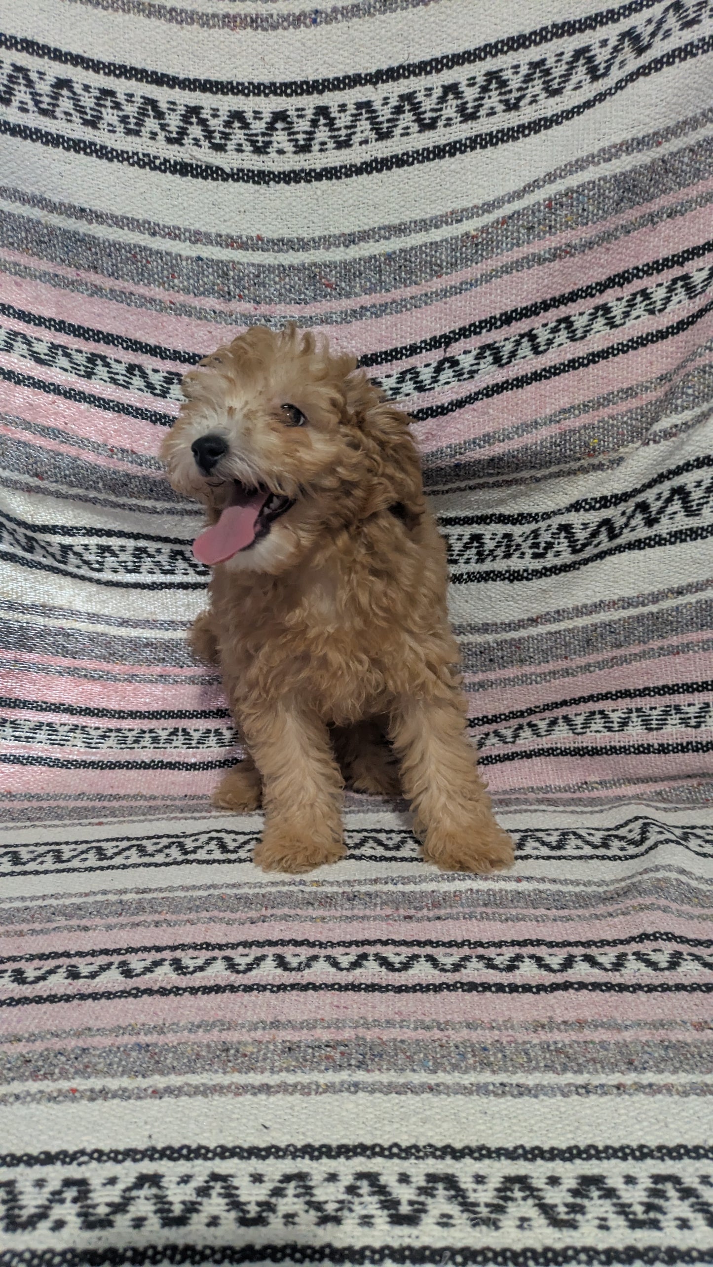 TOY POODLE (11/02) MALE