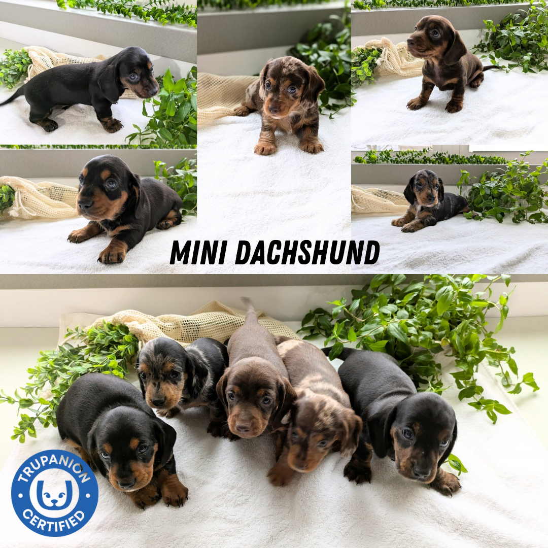 MINI DACHSHUND (01/27) MALE