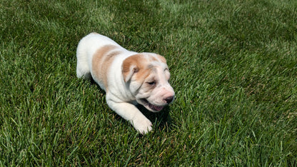 SHAR-PEI CROSS (06-30) FEMALE