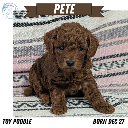 TOY POODLE (12/27) MALE