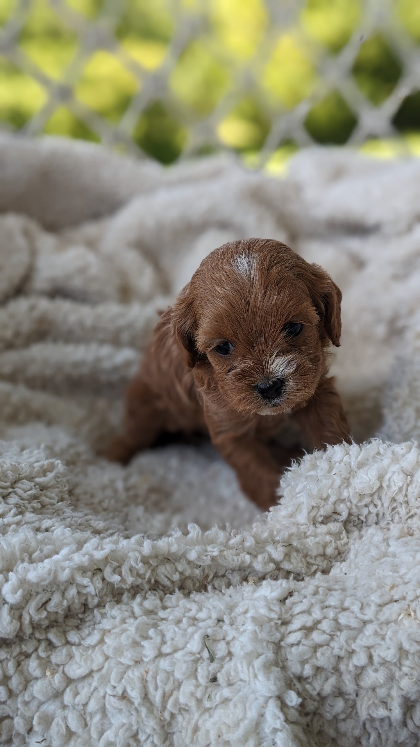 CAVAPOO (05/12) FEMALE