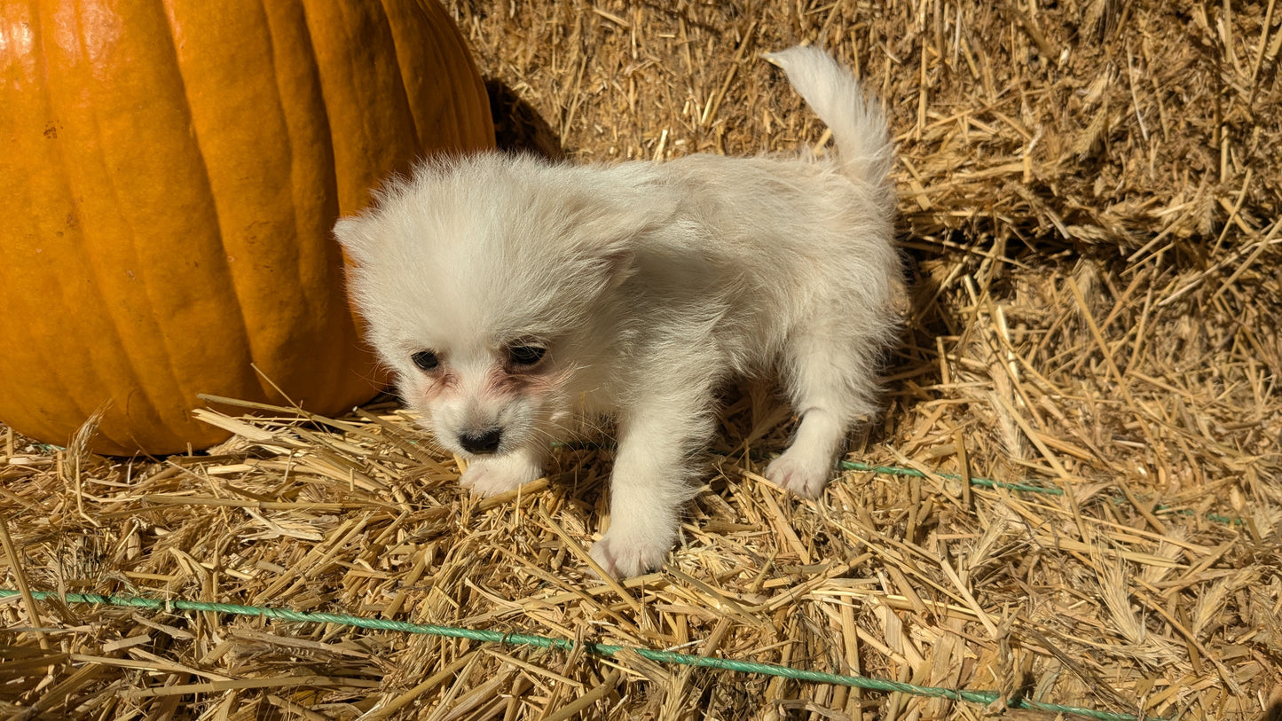 POMSKY-POO (08/13) MALE