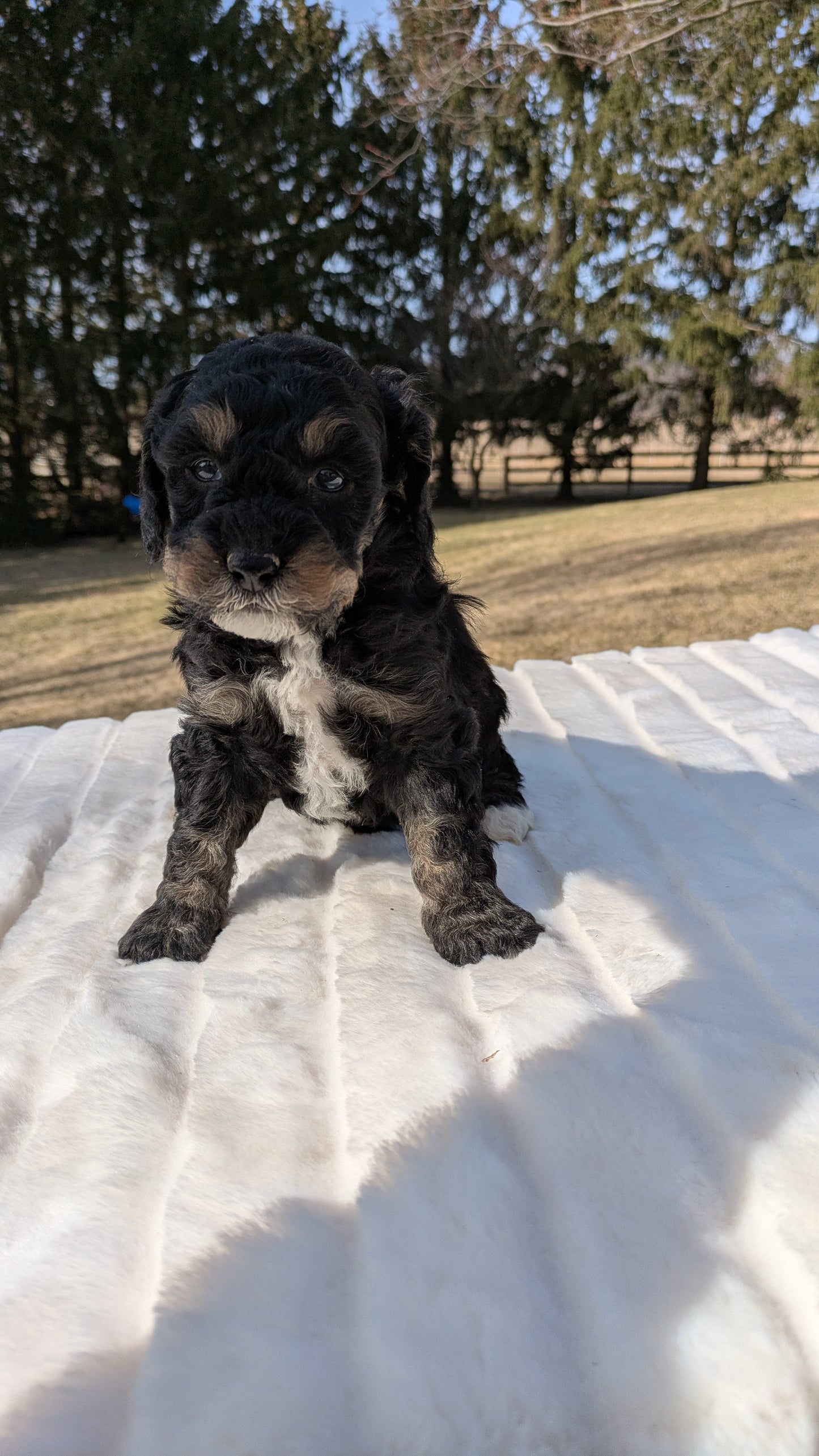 MINI BERNEDOODLE (02/03) FEMALE