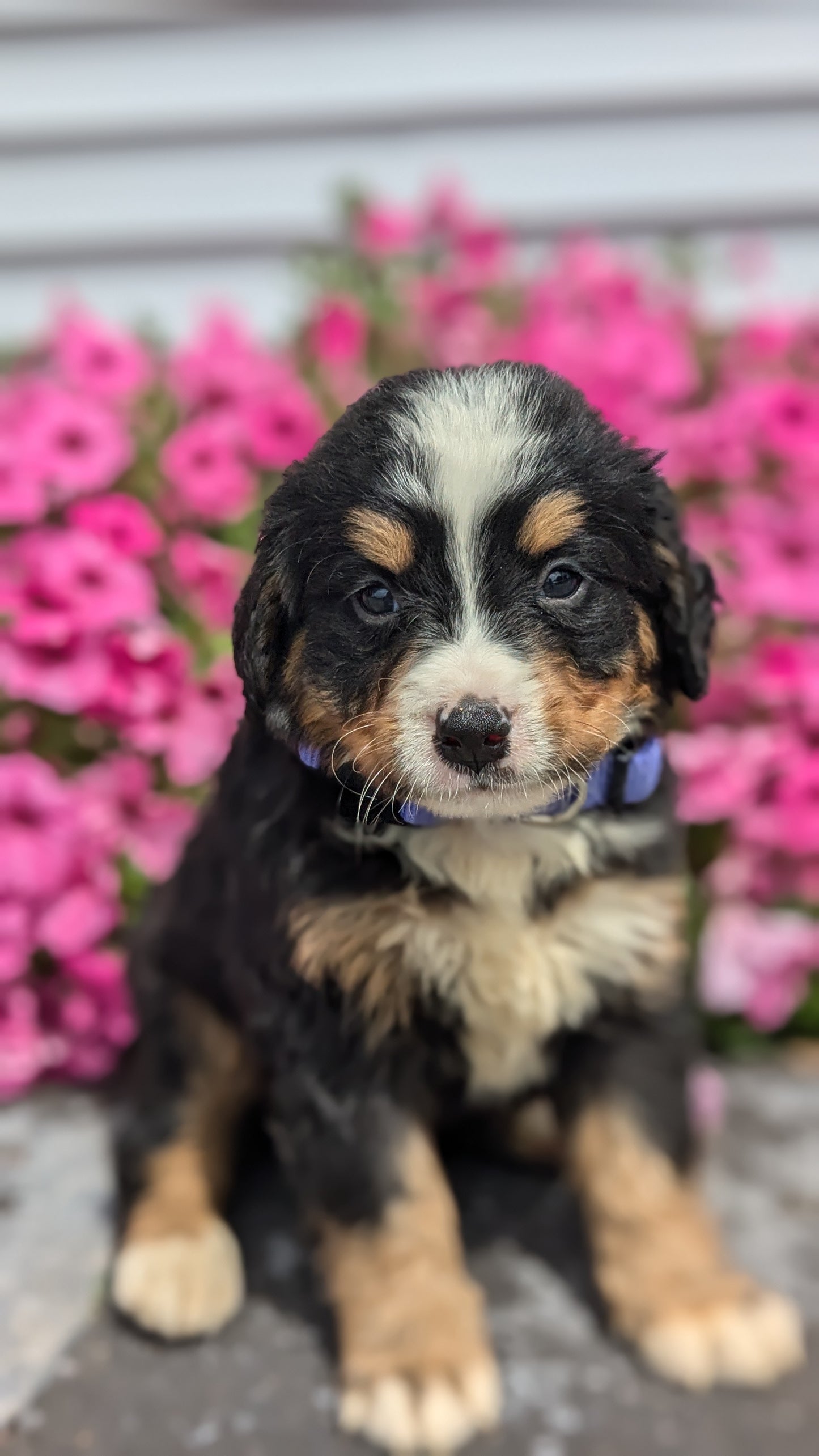 BERNESE MOUNTAIN DOG (06/03) MALE