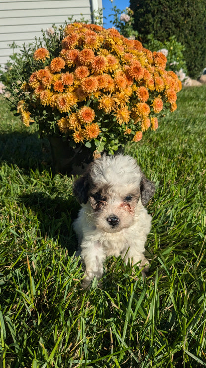 TOY POODLE (08/24) MALE