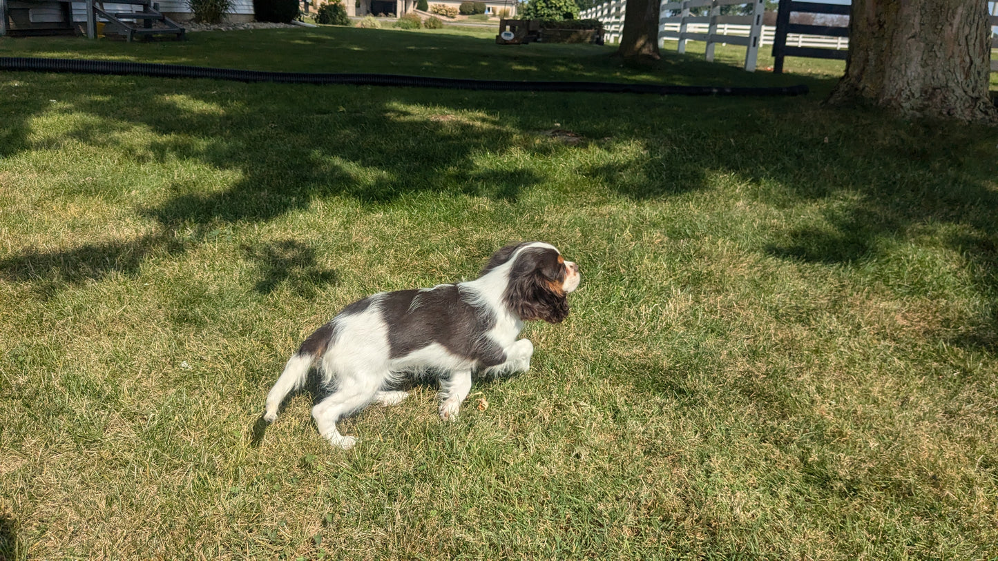 CAVALIER (05/17) MALE