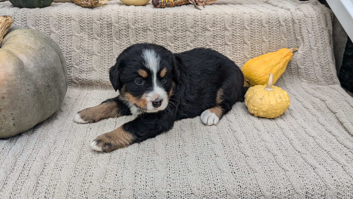 BERNESE MOUNTAIN DOG (08/18) FEMALE