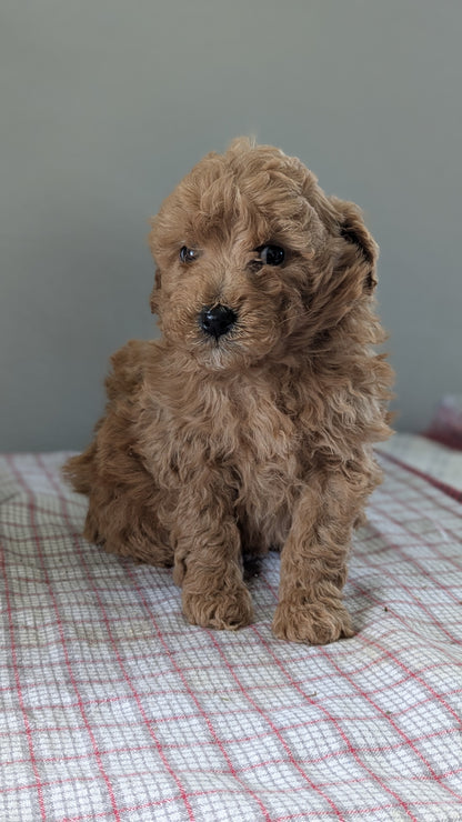 MINI GOLDENDOODLE (12/09) MALE