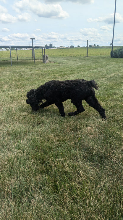 COCKAPOO (10/25/23) MALE