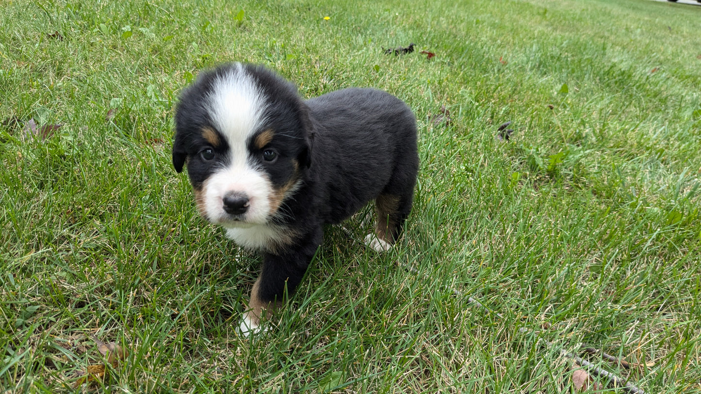 BERNESE MOUNTAIN DOG (08/18) MALE