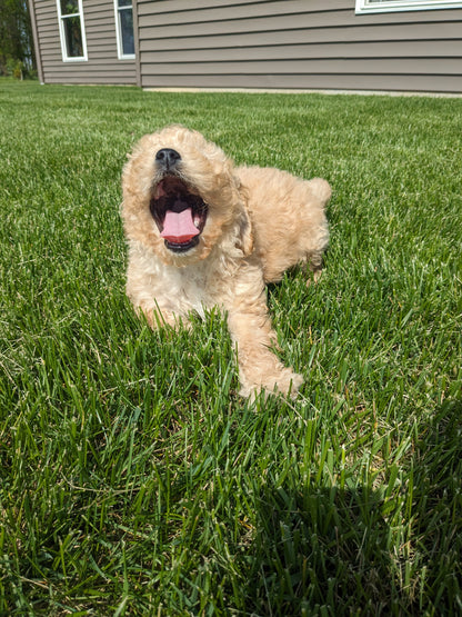 CAVAPOO (03/07) FEMALE