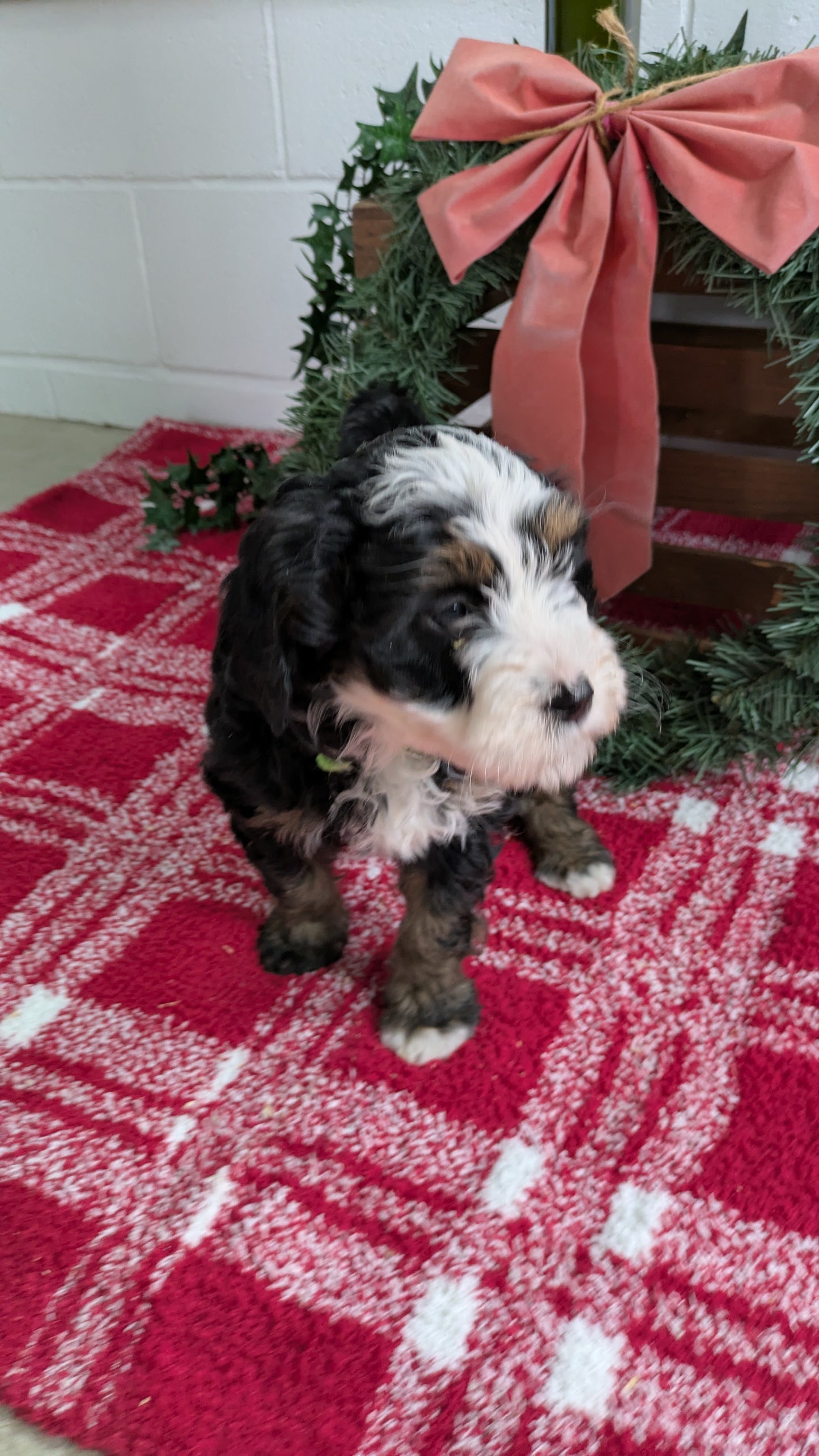 MINI BERNEDOODLE (11/07) FEMALE