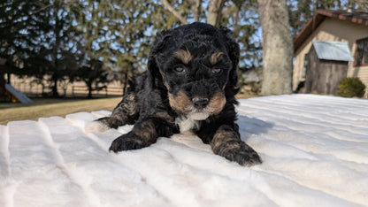 MINI BERNEDOODLE (02/03) FEMALE