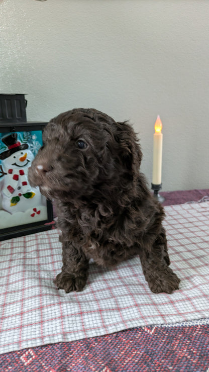 MINI LABRADOODLE (11/26) MALE