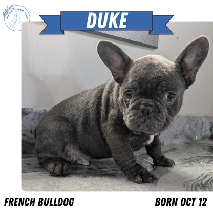 FRENCH BULLDOG (10/12) MALE