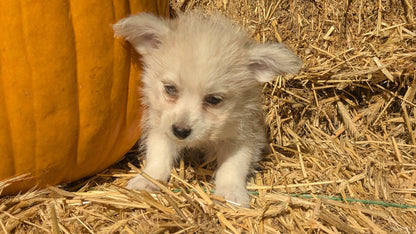 POMSKY-POO (08/13) FEMALE