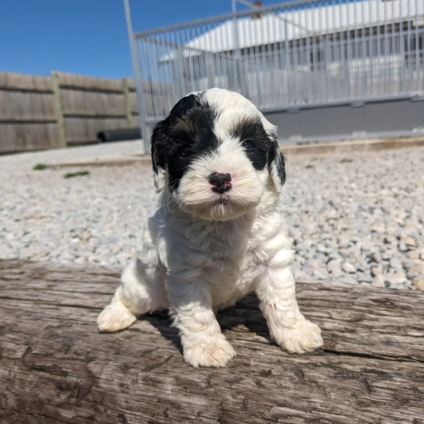 F1B COCKAPOO (03/12) FEMALE