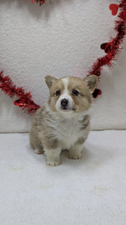 CORGI (12/19) MALE