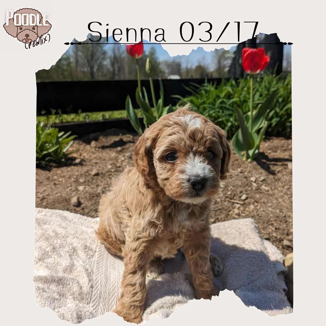 CAVAPOO (03/17) FEMALE