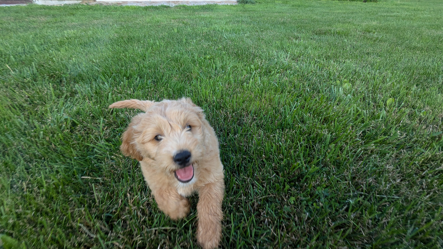 GOLDENDOODLE (05/03) MALE