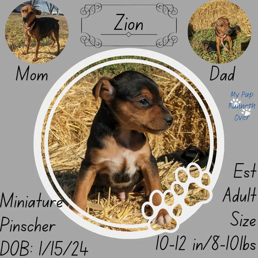 MINI PINSCHER (1/11) MALE