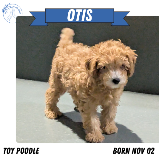 TOY POODLE (11/02) MALE