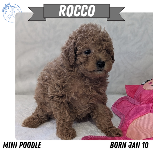 MINI POODLE (01/10) MALE