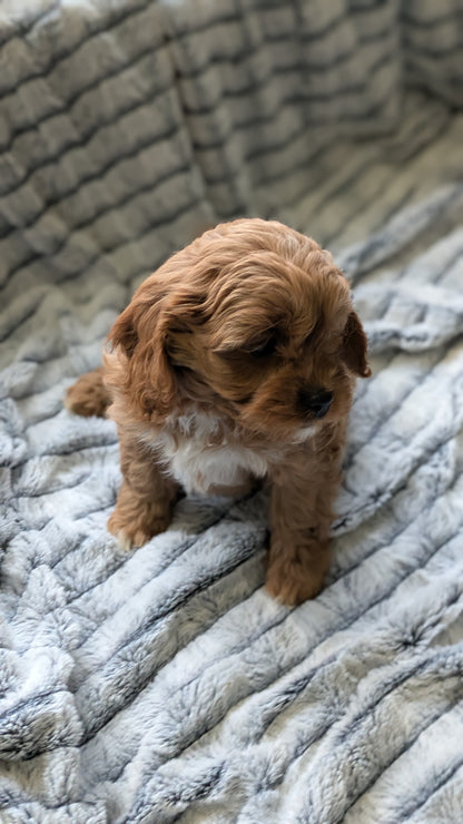 CAVAPOO (11/05) FEMALE