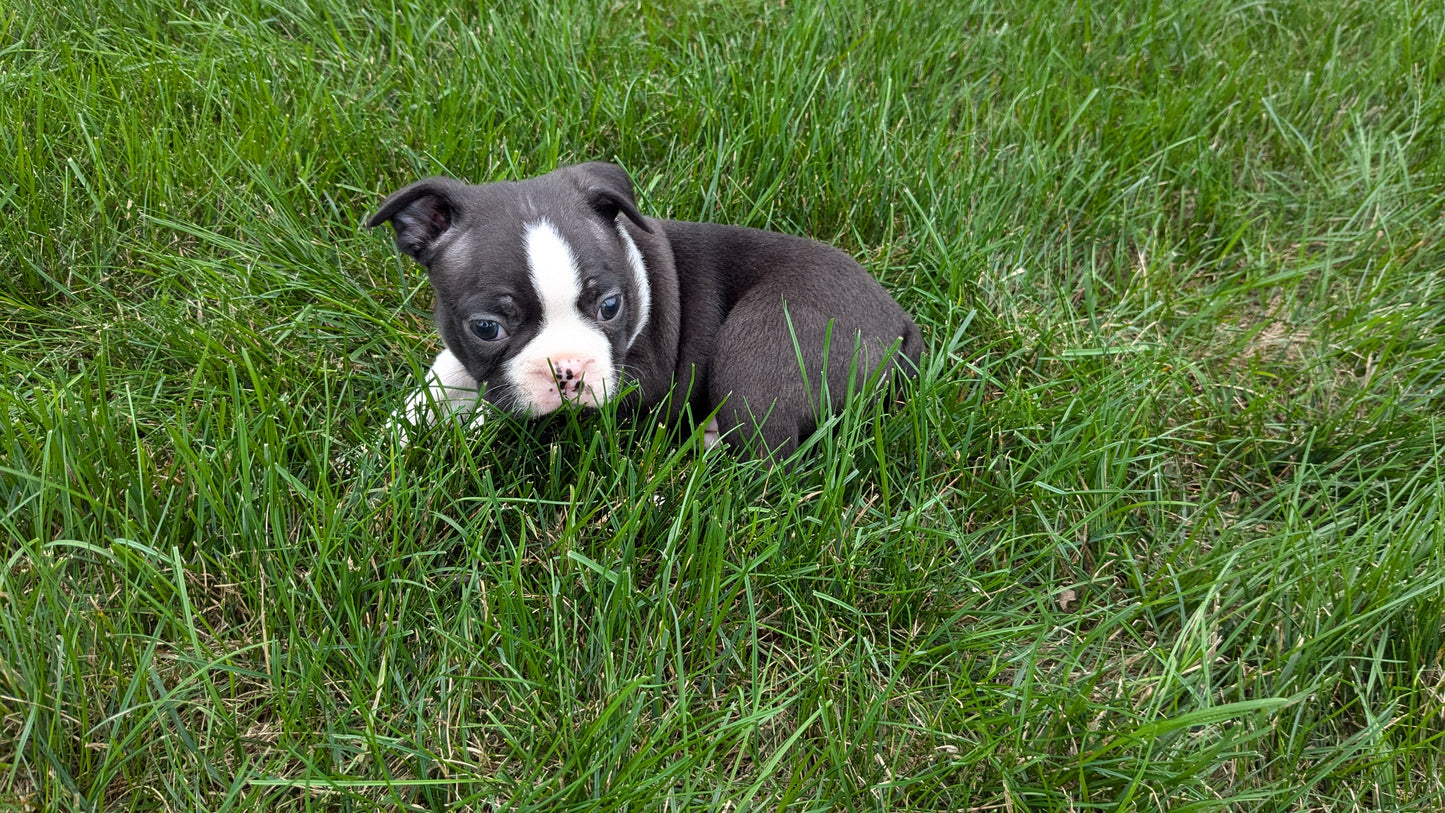 BOSTON TERRIER (08/24) MALE