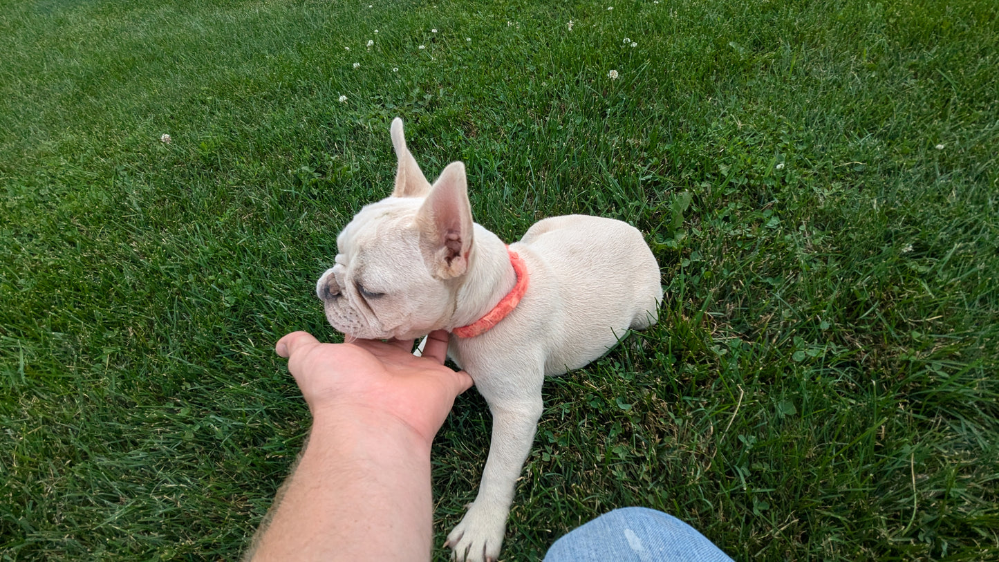 FRENCH BULLDOG (04/17) FEMALE