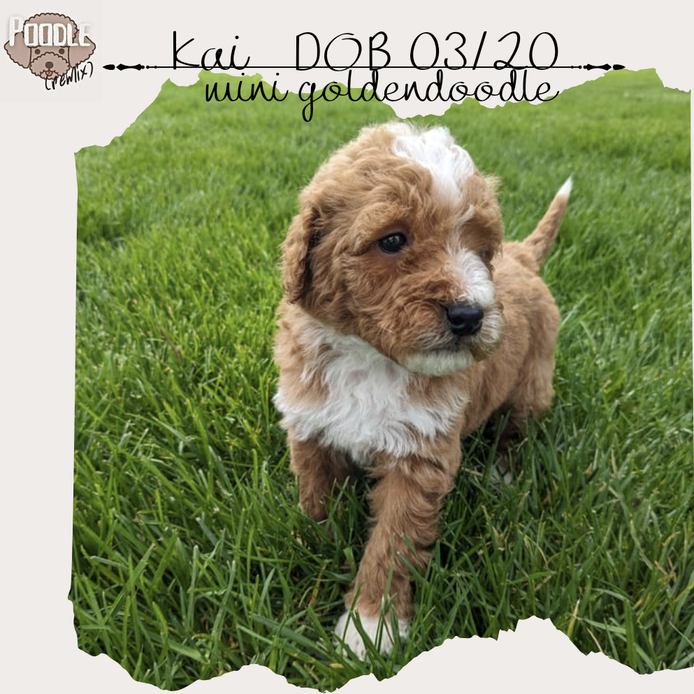 MINI GOLDENDOODLE (03/20) MALE